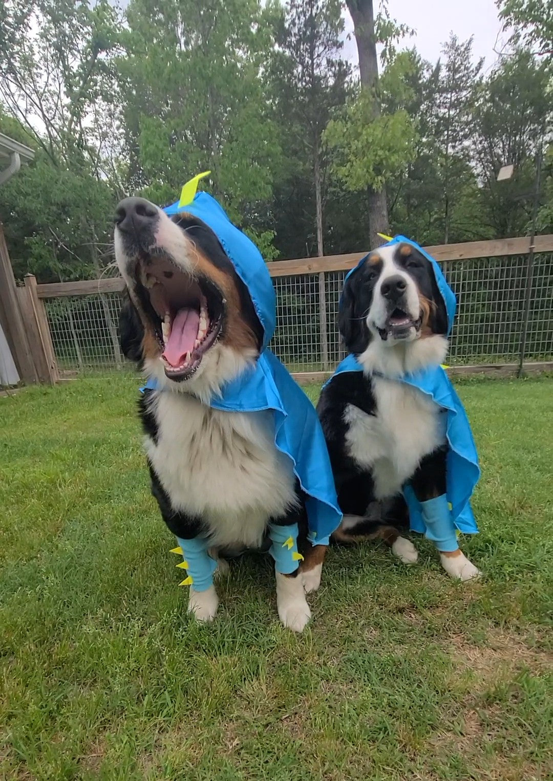 Norah and Lilah, two Bernese Mountain Dogs, wearing blue dinosaur costumes with yellow spikes in Bear Territory for World AS Day. Lilah is mid-roar with her mouth wide open.