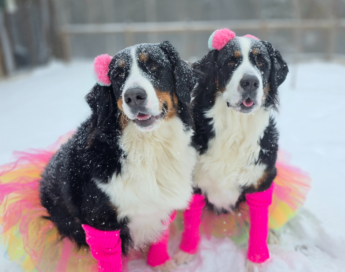 tow bernese mountain dogs wearing pink and multi colored tutus and pink leg warmers and pink pom pom headbands in the snow